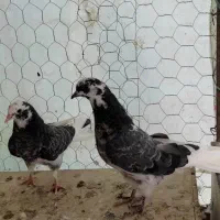 کفتر و جوجه|پرنده|هشتگرد, قاسم آباد بزرگ|دیوار