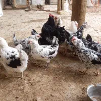 تخم مرغ گلین اصیل