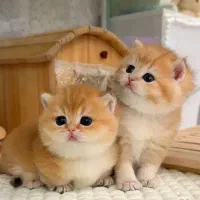 شهر گربه سانان اهلی ایرانی،اسکاتلندی،بریتانیایی