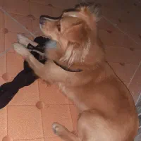 پامر روباهی