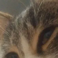 گربه ی خونگی