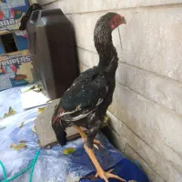 لاری و برهما|حیوانات مزرعه|شیراز, دشت چنار|دیوار