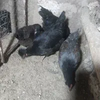 مرغ و خروس مینیاتوری|حیوانات مزرعه|پیشوا, |دیوار