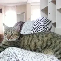 گربه گمشده بابلسر