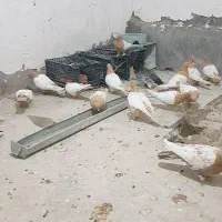 سلام چندتا سینه دم زرد اسطوره رگ و سو|پرنده|زاهدان, |دیوار