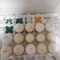 تخم نطفه دار بوقلمون