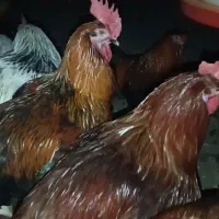 خروس محلی بزرگ خوش هیکل