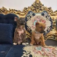 توله نر پیتبول|سگ|تربت جام, المهدی|دیوار