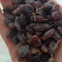 کشمش آفتابی بوانات ۲۳۰|خوردنی و آشامیدنی|شیراز, مسکن مهر شیراز|دیوار