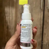 سگ اشپیتز پامر خرسی|سگ|شیراز, شهرک مطهری|دیوار