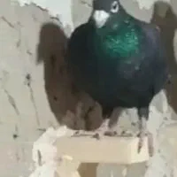 گمشده|حیوانات|کرباسک, |دیوار