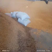 جو زرت سویا خوراک دام سبوس