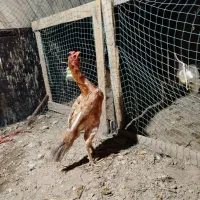 فروشی خروس لاری