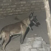 سگ مالینیوز نر اصل