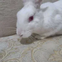 خرگوش سفید پنبه ای