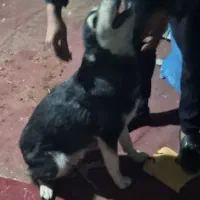 سگ هاسکی زرنگ|سگ|مشهد, رسالت|دیوار