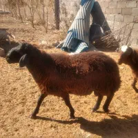 قوچ همو وبره قوچ هتروزیگوت شال و افشار و قره قزل|حیوانات مزرعه|بجنورد, |دیوار