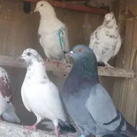 ۱۰عددکبوترتیرماه بشرط ساعت میدام