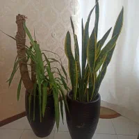 گل یوکا و سانسوریا دورنگ و کاج مطبق