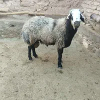 قوچ فروشی