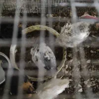 جوجه مرغ محلی