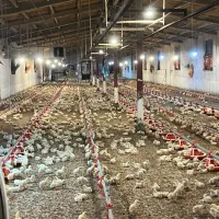 کارگر اتباع