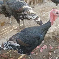 فروش بوقلمون محلی