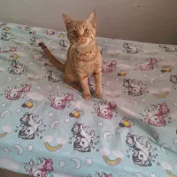 پانسیون خانگی سگ و گربه|خدمات پیشه و مهارت|کرج, کیانمهر|دیوار