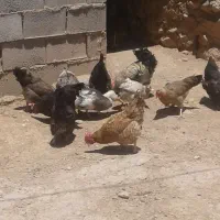 مرغ وخروس