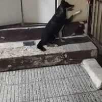 سگ هاسکی|سگ|گرگان, |دیوار