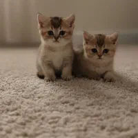 گربه/بریتیش/گلد بلک شید