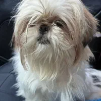 سگ شیتزو فلت اصل معاوضه با هرچیزی که به کارم بیاد