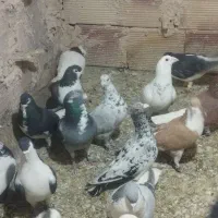 کبوتر پرشی|پرنده|نیشابور, مازول|دیوار