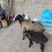 9عددمیش زایده یکی دوقلو داره ۷عددشکم اول۲عددشکم۲