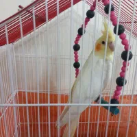 جوجه عروس هلندی ۳ ماهه