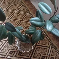 گل فیکوس دو شاخه