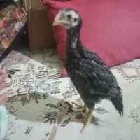 جوجه لاری