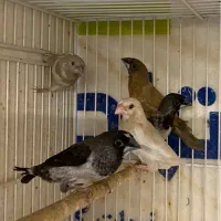 فنچ کرواتی ، زبرا اورنج ، بنگالی|پرنده|مشهد, سرافرازان|دیوار