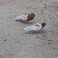 کله|پرنده|اسیر, |دیوار