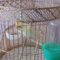 قفس با همه لوازم|لوازم جانبی حیوانات|قائن, |دیوار