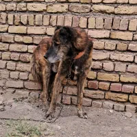 واگذاری سگ افغان اصیل نر گله‌ایی