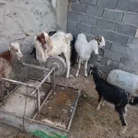 بز نر وماده آبستن|حیوانات مزرعه|شهریار, دهشاد بالا|دیوار