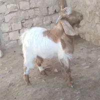 بز غاله (تویشک)|حیوانات مزرعه|کوهدشت, |دیوار