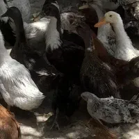 تعدادی اردک تخم گذار سرحال