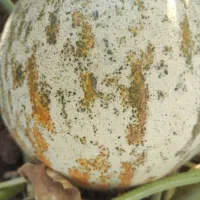 طالبی مگسی شیرین