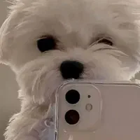 سگ پیدا شده