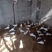 کبوتر|پرنده|نورآباد ممسنی, |دیوار
