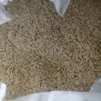 جو محلی|گل و گیاه طبیعی|مانه, |دیوار