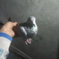 کفتر|پرنده|قم, نخودی|دیوار