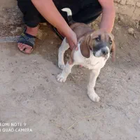 توله دنبلانی ۶ ماه